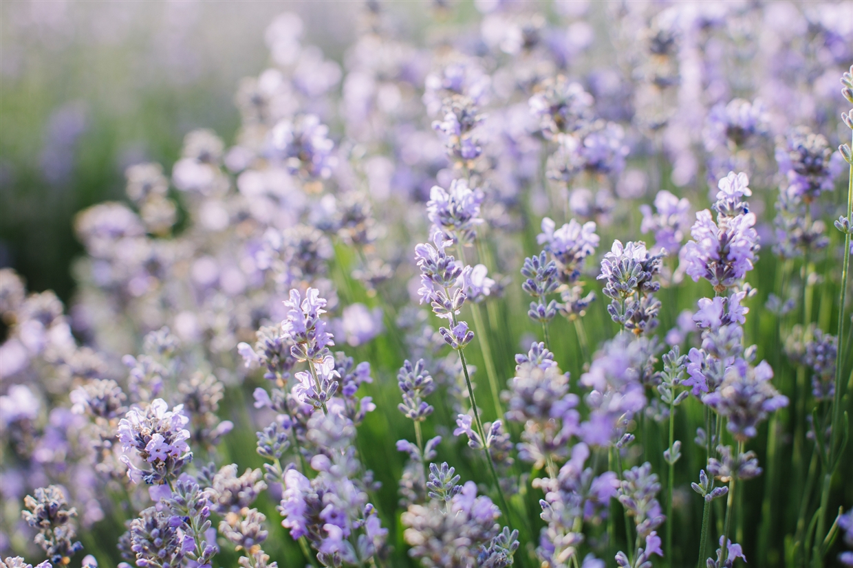 family_photoshoot_lavender