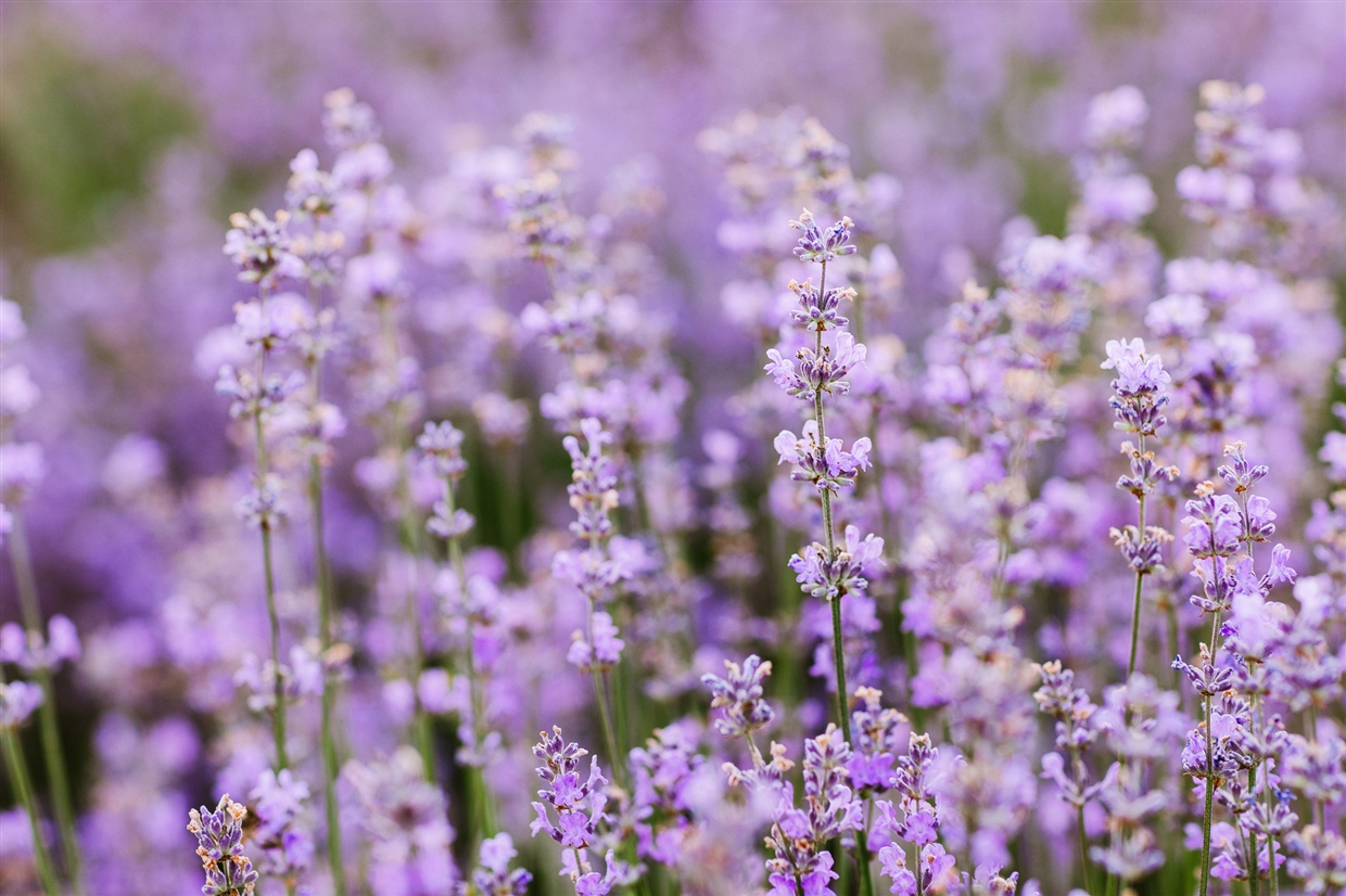 lavanda_violet_photoshoot