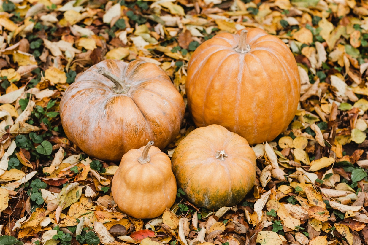 AutumnFamilyPhotoshoot