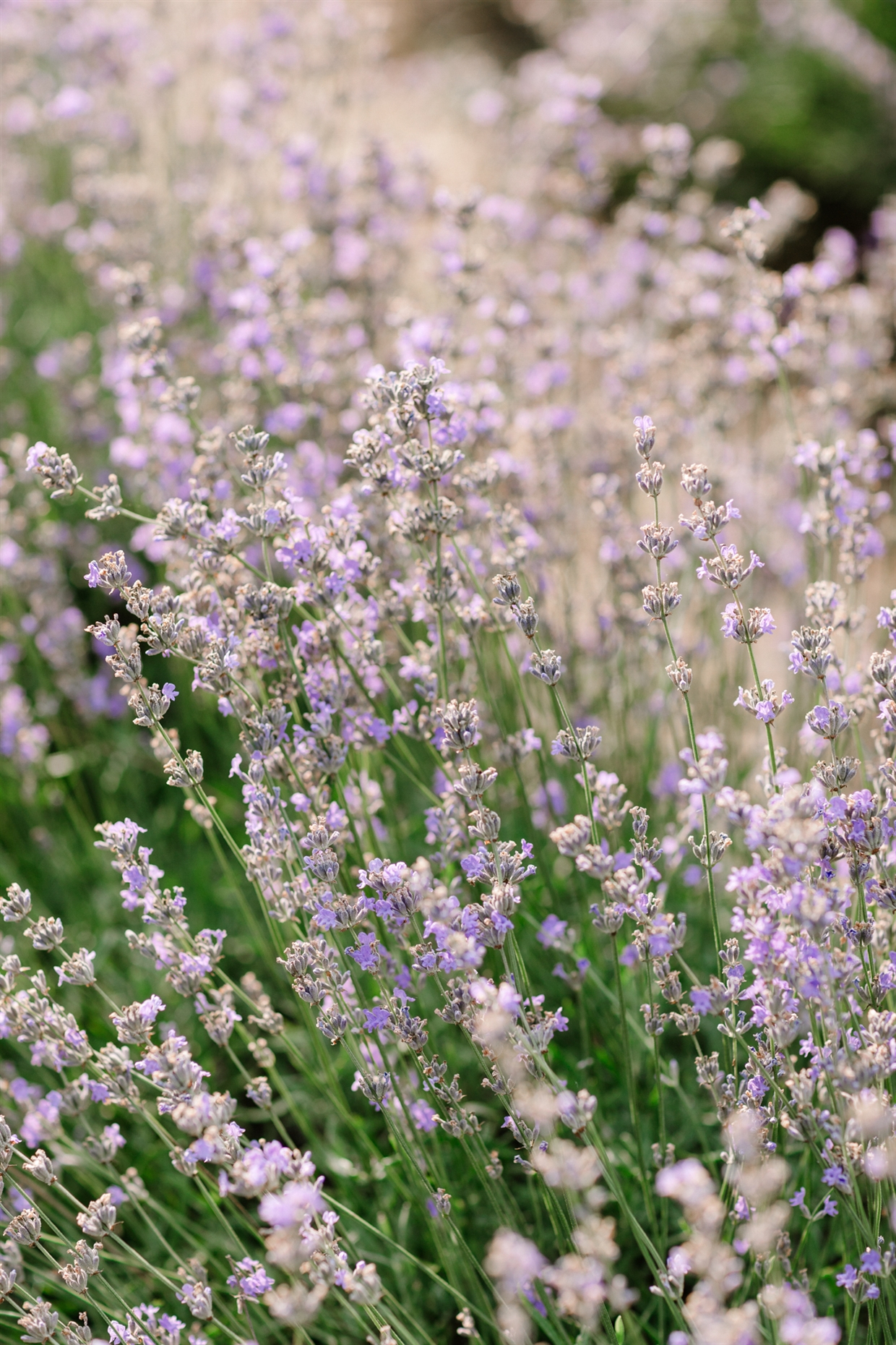 big_family_photoshoot_lavender